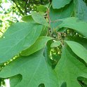Sassafras albidum